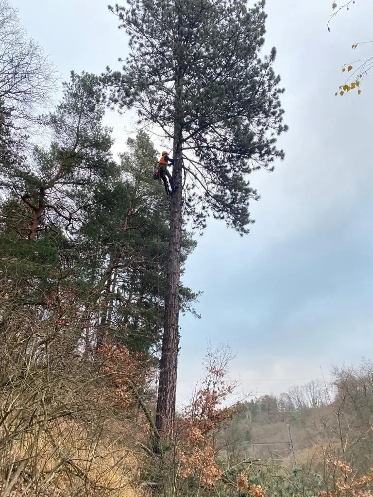category.trees.title